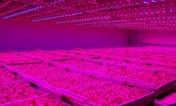 برنده جایزه ادیسون: LEDهایی که موجب رشد گیاهان می‌شود